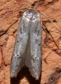 Acorn Moth